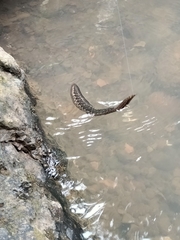 Macrognathus maculatus