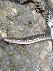 Macrognathus maculatus