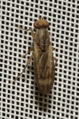 Opomyza germinationis