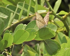 Papilionoidea