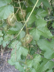Passiflora vesicaria