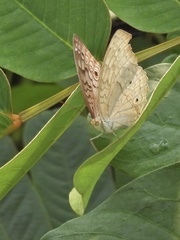 Papilionoidea