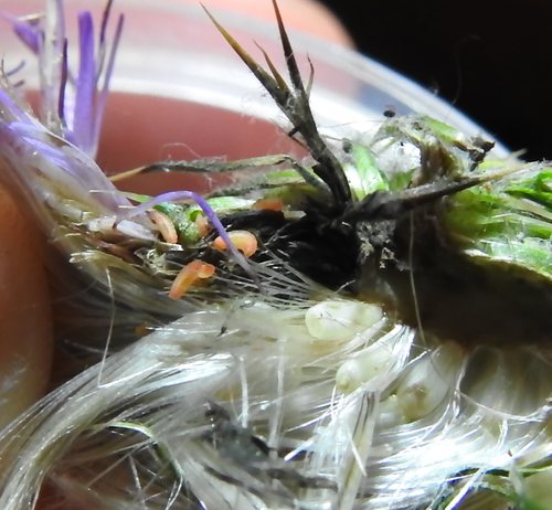 Jaapiella cirsiicola