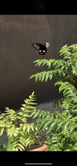 Papilio polytes