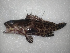 Epinephelus quoyanus