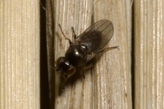 Oscinellinae