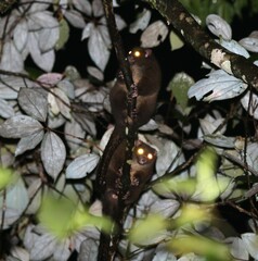 Hemibelideus lemuroides