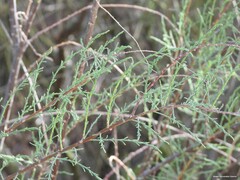 Tamarix parviflora