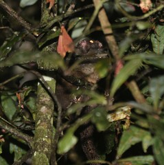 Hemibelideus lemuroides