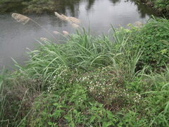 Miscanthus floridulus