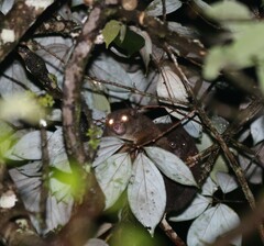 Hemibelideus lemuroides