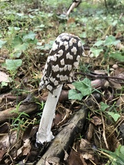 Coprinopsis picacea