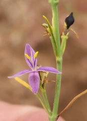 Carlowrightia linearifolia