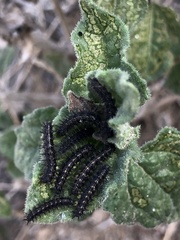 Euphydryas chalcedona