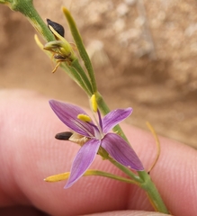 Carlowrightia linearifolia