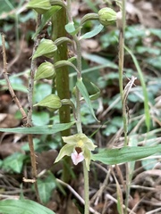 Epipactis