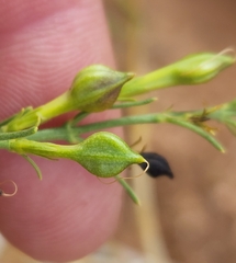 Carlowrightia linearifolia