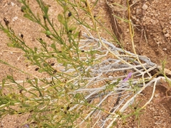Carlowrightia linearifolia