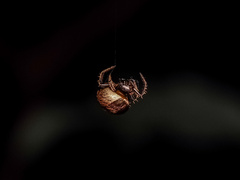 Emertonella taczanowskii