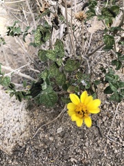 Euphydryas chalcedona