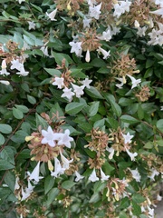 Abelia
