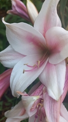 Crinum bulbispermum