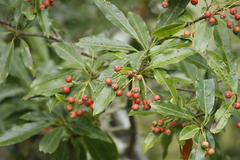 Photinia niitakayamensis