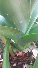 Crinum bulbispermum