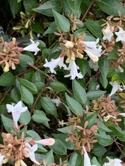 Abelia