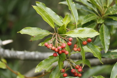 Photinia niitakayamensis