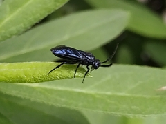 Arge similis
