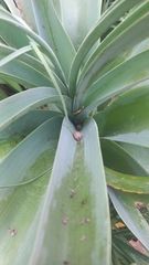 Crinum bulbispermum