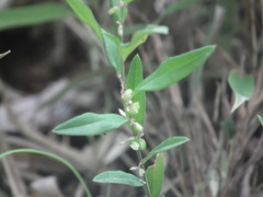 Polygala japonica