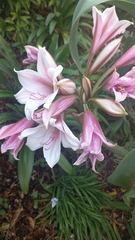 Crinum bulbispermum
