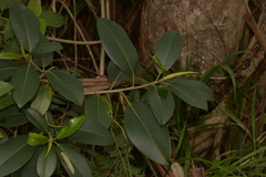 Ficus rubiginosa