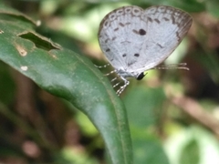 Neopithecops zalmora dharma