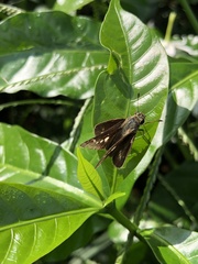 Pelopidas mathias