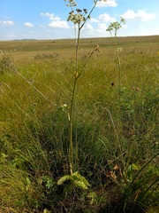 Ostericum palustre