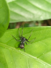 Corinnidae