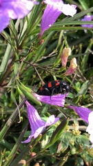 Hycleus biundulatus