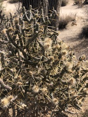 Cylindropuntia ramosissima