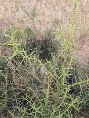 Koeberlinia spinosa