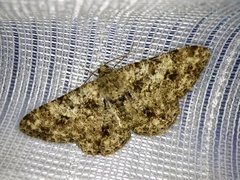 Hypomecis roboraria displicens