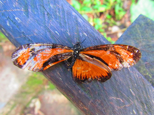 Mariposa de alas largas de borde grueso