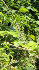 Calopteryx