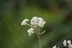Eupatorium formosanum