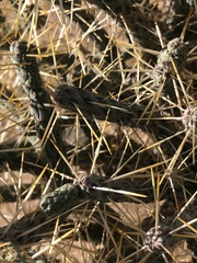 Cylindropuntia ramosissima