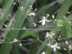 Clematis