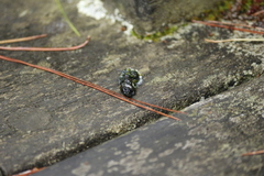 Trochalopteron morrisonianum