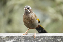 Trochalopteron morrisonianum